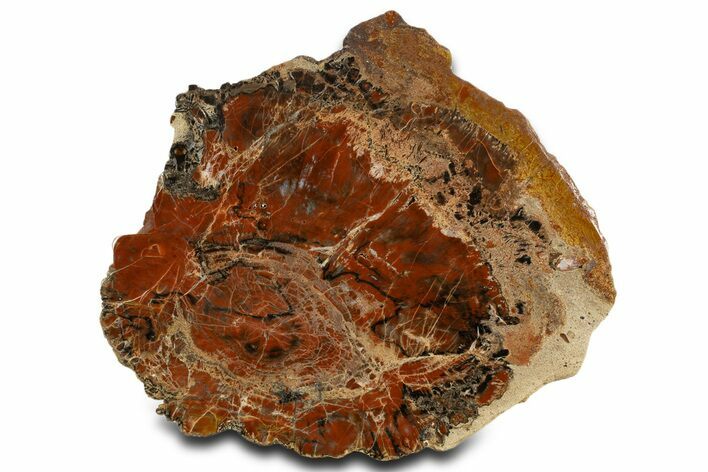 Red/Black Petrified Wood (Araucarioxylon) Slab - Arizona #338287